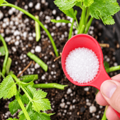 Epsom sol za rastline – vir magnezija za uporabo v vrtnarstvu